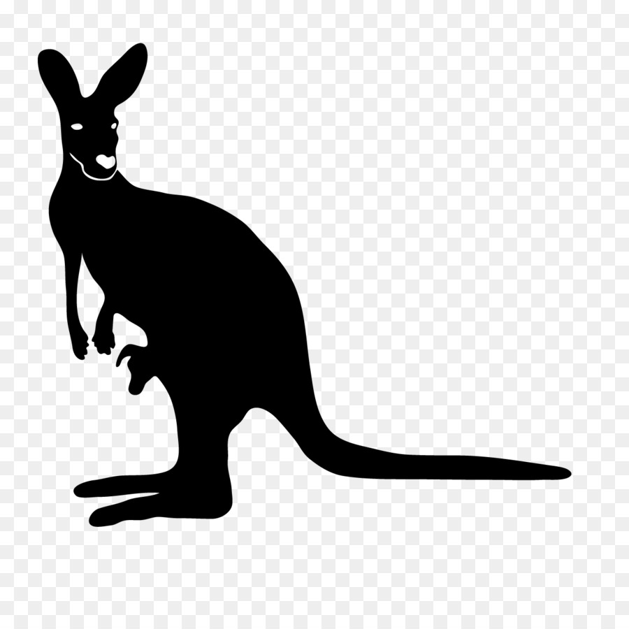 Schnurrhaare Känguru Australien Säugetier - Känguru