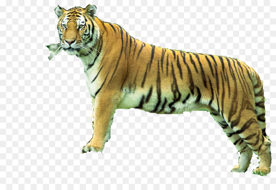 Bengal tiger der Sundarbans Sariska Tiger Reserve Tier - Carlos