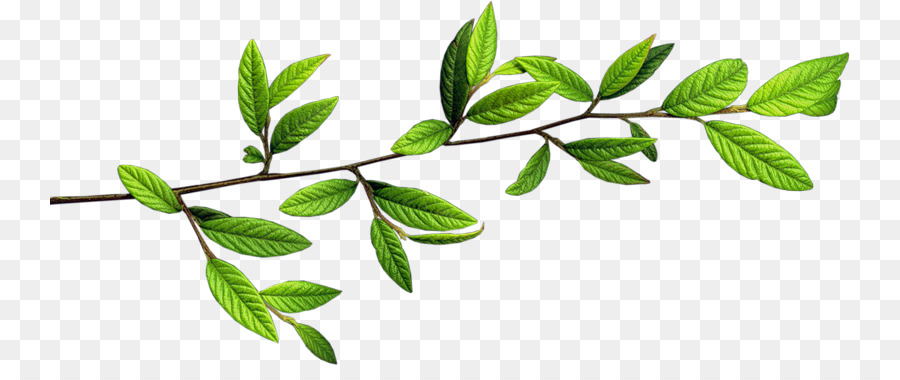 Zweig Zweig - grün Blätter Zweig