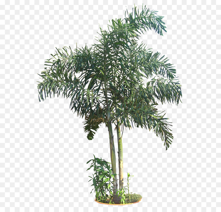 Dypsis madagascariensis Dipsis Informazioni - albero tropicale