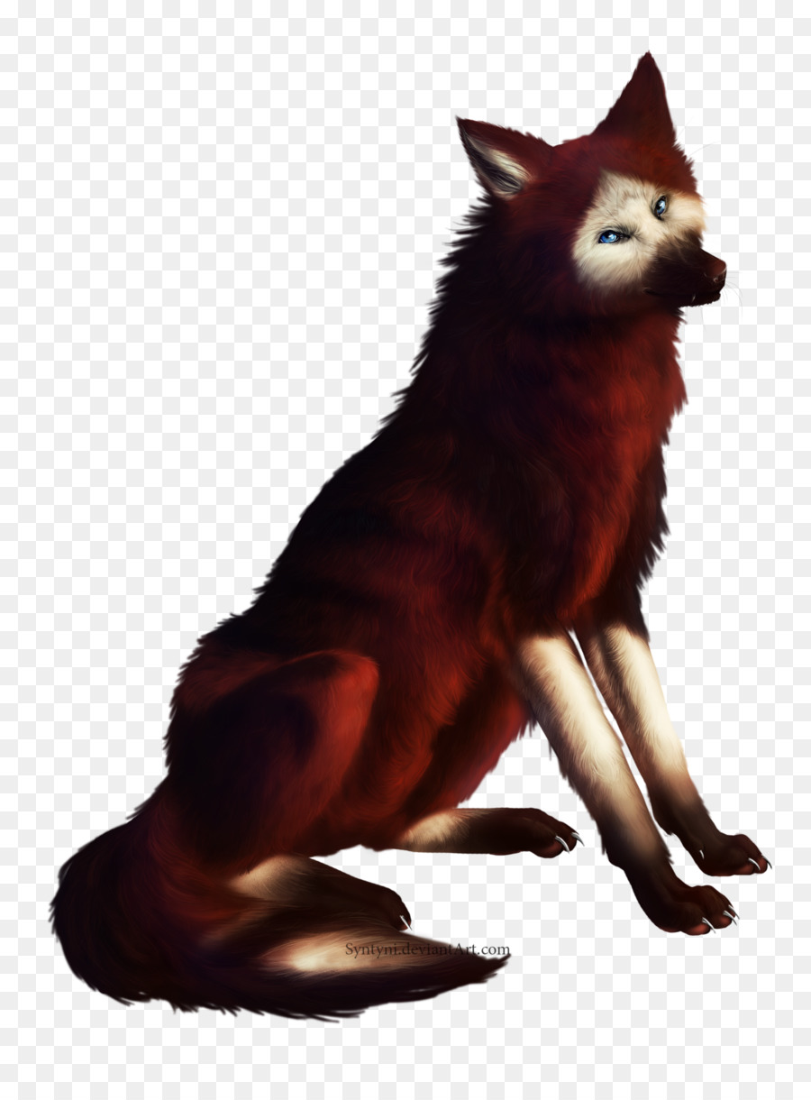 Đỏ fox giống Chó Dhole Syntyni - Con chó