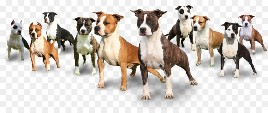 American Staffordshire Terrier, Staffordshire Bull Terrier, Australian Cattle Dog Mustang - Mustang