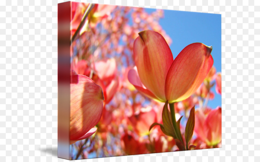 Tulpe Blüte Hartriegel Druckgraphik Druck - Tulip
