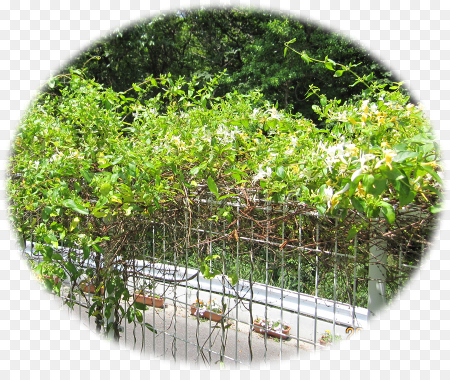 Caprifoglio giapponese Nettare della Vite Arbusto Albero - altri