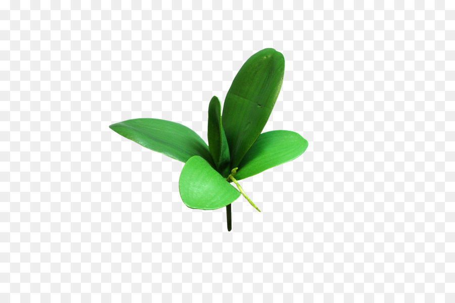 Blatt Strauch-Pflanze-Stiel Orchideen Schnittblumen - Blatt