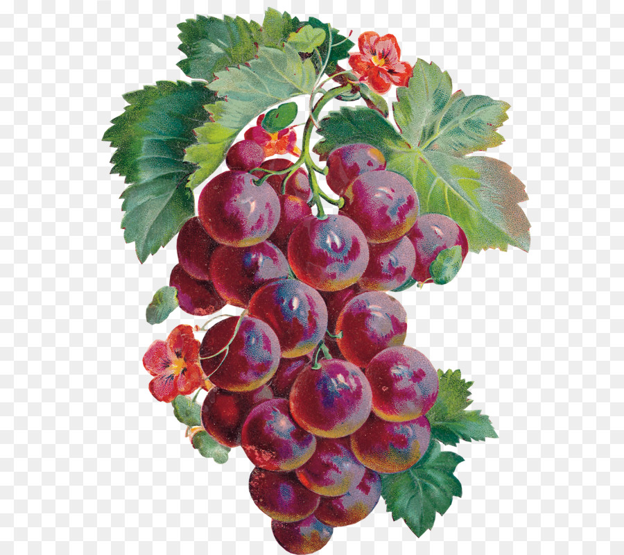 Nho Zante nho Boysenberry thực Phẩm Con - rau