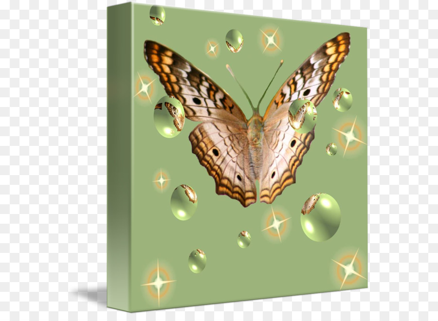 Pinsel footed butterflies Moth Butterfly - Schmetterling