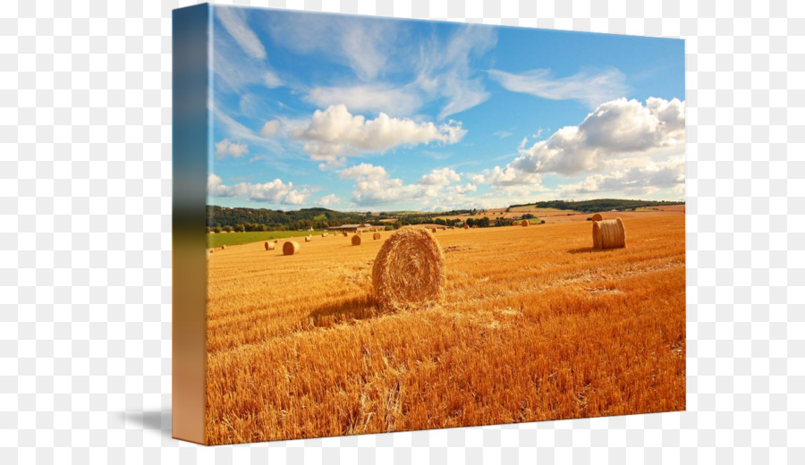 Harvest Hay Farm Grassland Ecoregion - altri