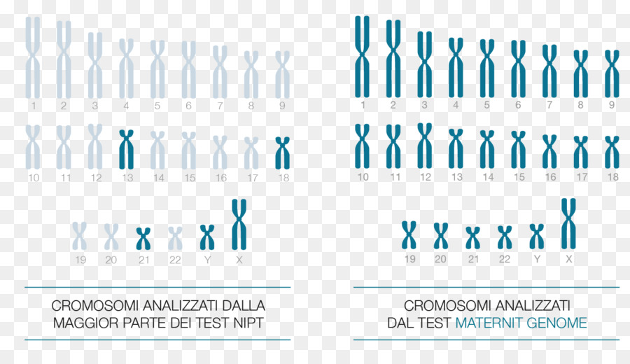 Cromosoma genoma Umano NIPT - בדיקת DNA עוברי test Genetici - Medici