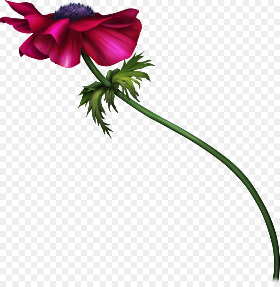 Hoa thiết kế Quỳ Cắt hoa gốc Thực vật - hoa