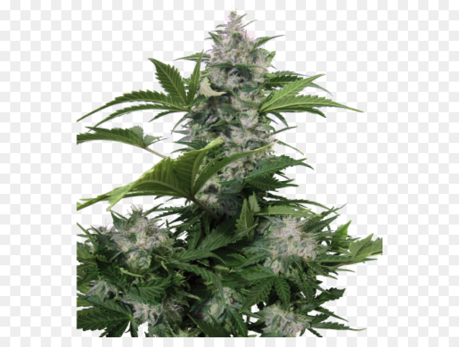Autofiorenti Semi di cannabis Skunk White Widow nana Bianca - puzzola