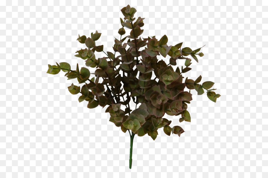Zweig Gum Bäume, Strauch-Leder-Kunststoff - Eukalyptus pflanze