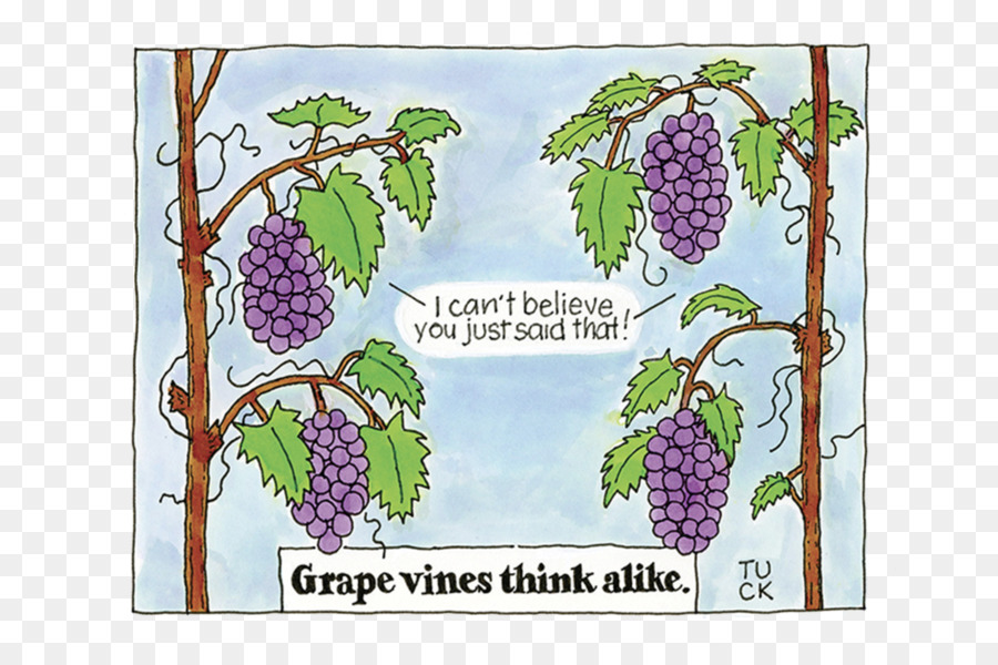 Grapevine Cartoon .com-Zeichnung - Traube