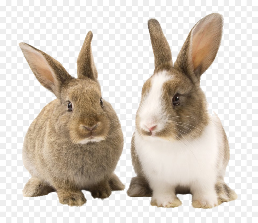 Veterinario domestico dell'animale domestico della cavia del coniglio - coniglio