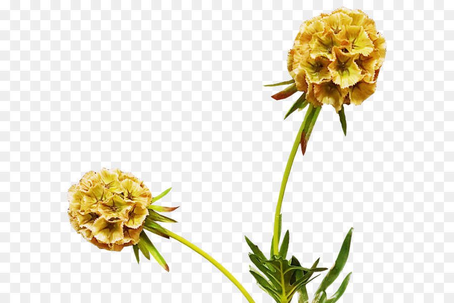 Cắt hoa cây Hoa - scabiosa
