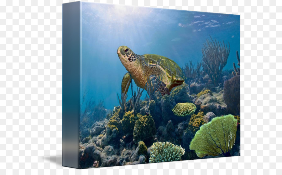 Biscayne National Park, Coral reef Fisch Unechte Karettschildkröte Ökosystem - Aquarell sea turtle