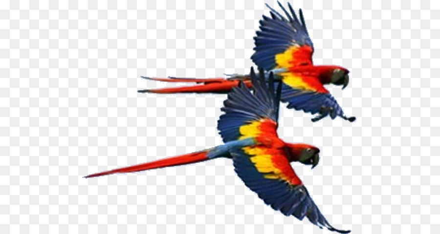 Vẹt Macaw là vẹt gì? Cách nuôi và chăm sóc đơn giản tại nhà