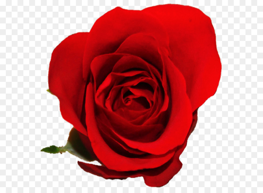 Le rose da giardino di Cavolo rosa Floribunda fiori recisi Petalo - Il Giorno di san valentino
