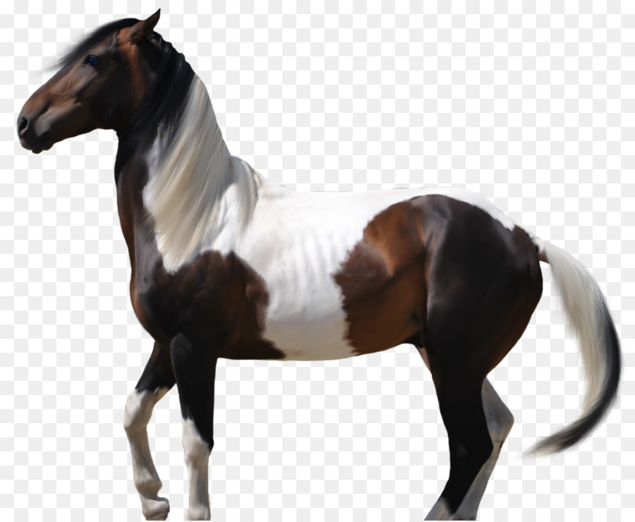 Mustang Hengst American Paint Horse Arabian horse stute - Pferd Zeichnung