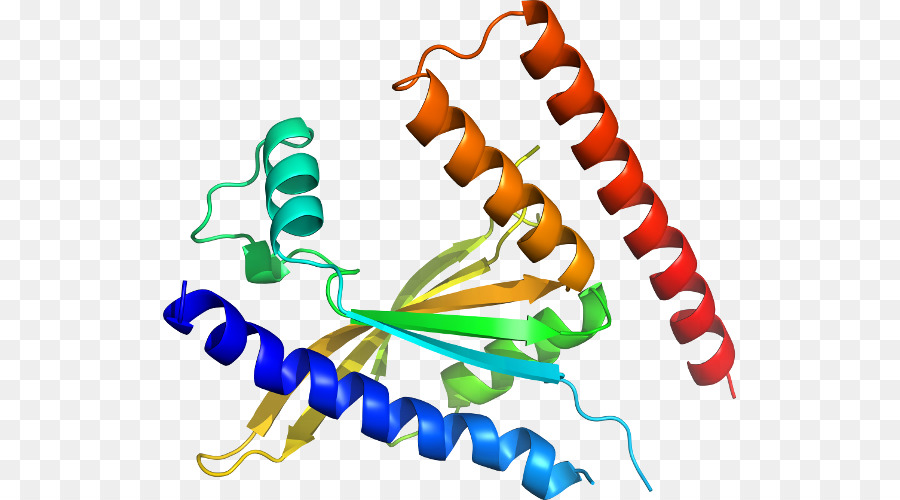 Protein-Struktur-Linie Organismus Clip-art - Linie