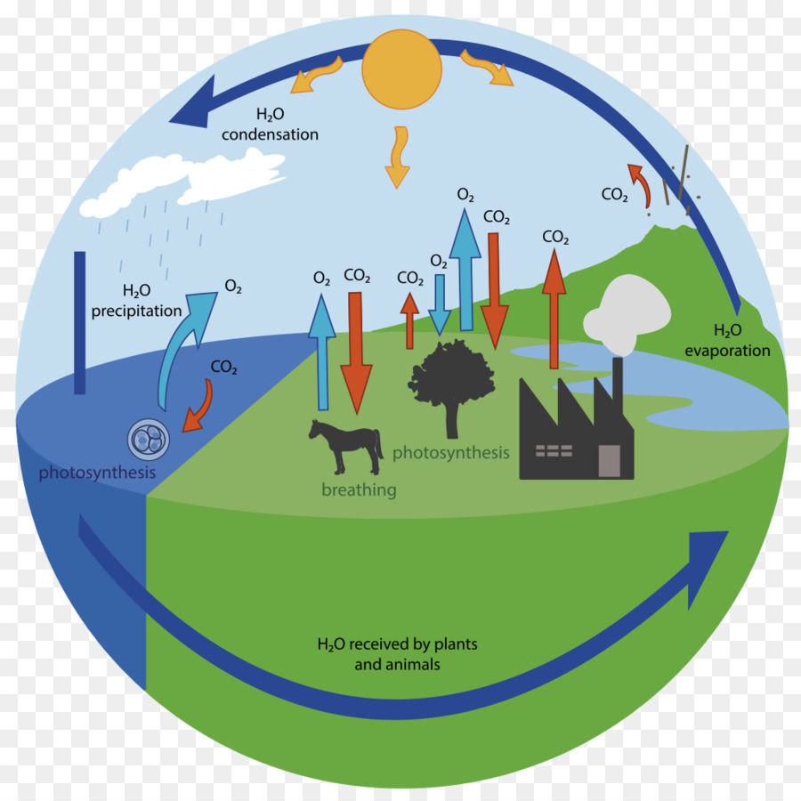 Ossigeno ciclo ciclo del Carbonio, ciclo dell'Acqua ciclo Biogeochimico - acqua