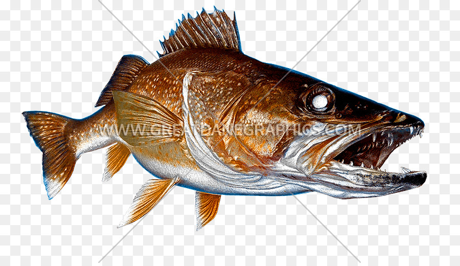 Decalcomania Pesca Walleye Stampa - pesca