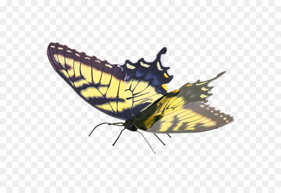 Farfalla di coda forcuta Eastern tiger swallowtail Pipevine coda forcuta Metallo - farfalla