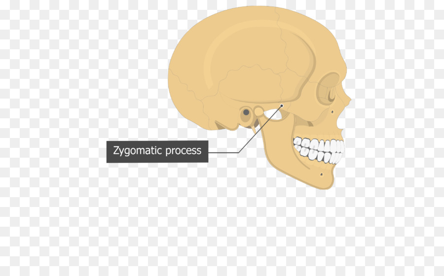 Osso temporale del Cranio osso Sfenoide osso Temporale styloid processo - cranio