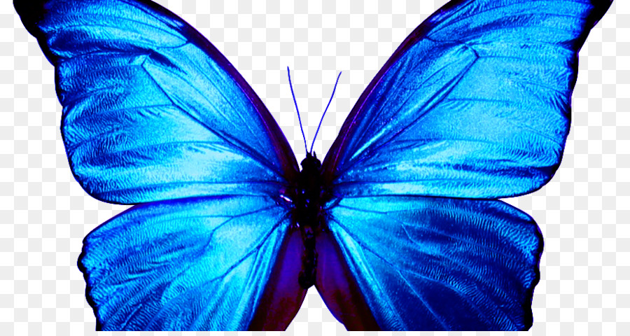 Farfalla Papillon cane Menelao blu morpho - farfalla