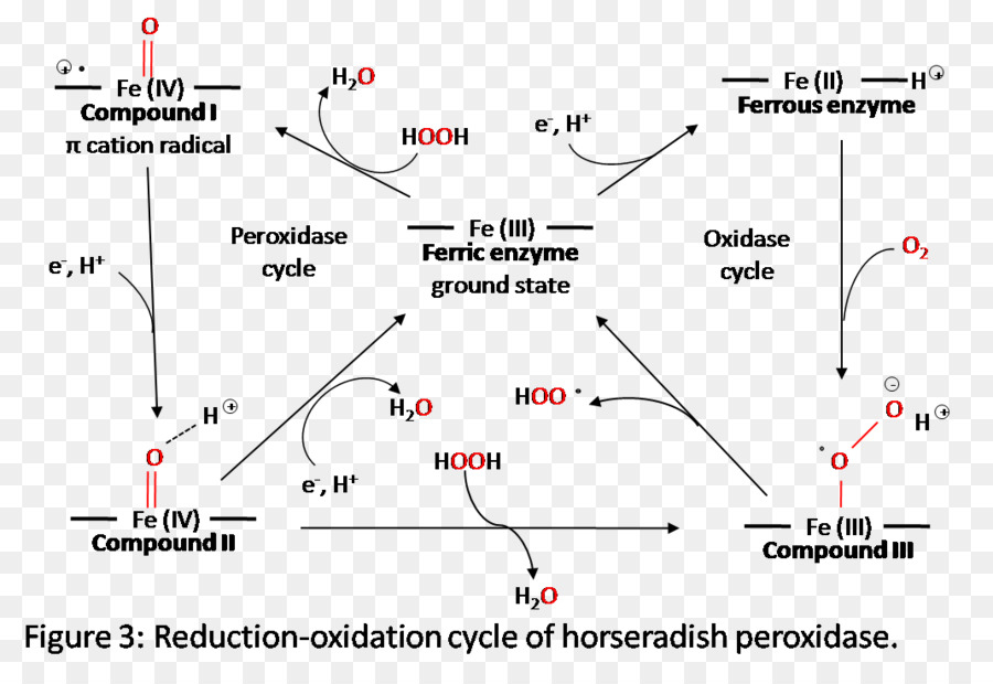 Dòng Điểm Góc Cải ngựa peroxidase Ngã tư - dòng