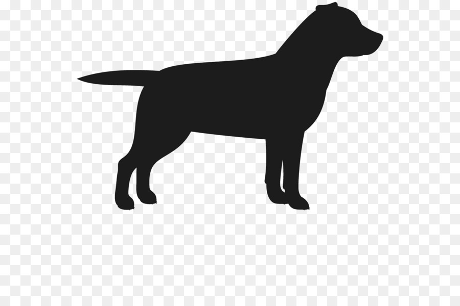 Labrador Retriever Cucciolo di Staffordshire Bull Terrier Cane di razza - labrador cane