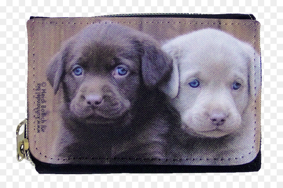 Labrador Chó và Chủ Con Chó giống Borador - labrador chó