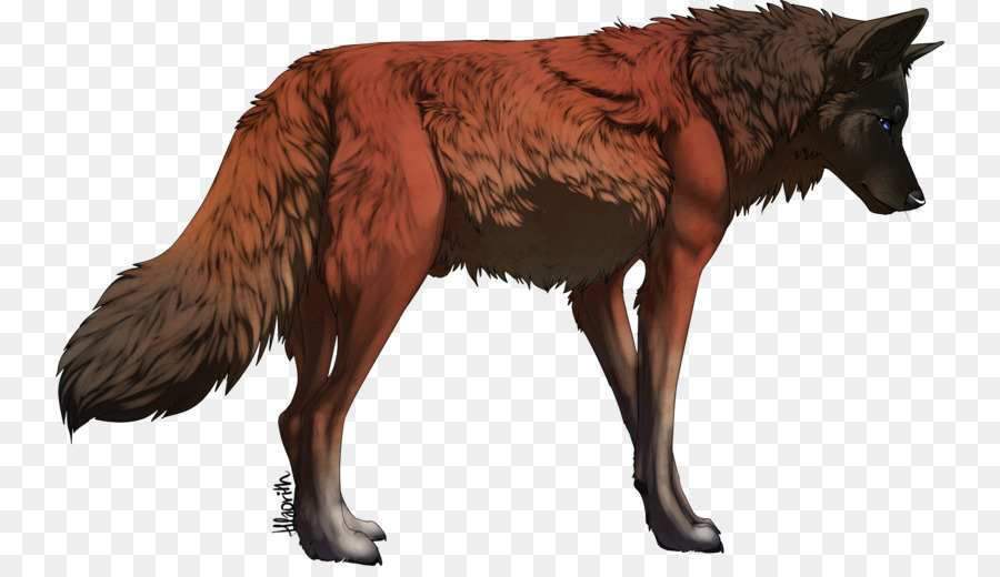Chó sói Đỏ Basior Gói Dhole - Con chó