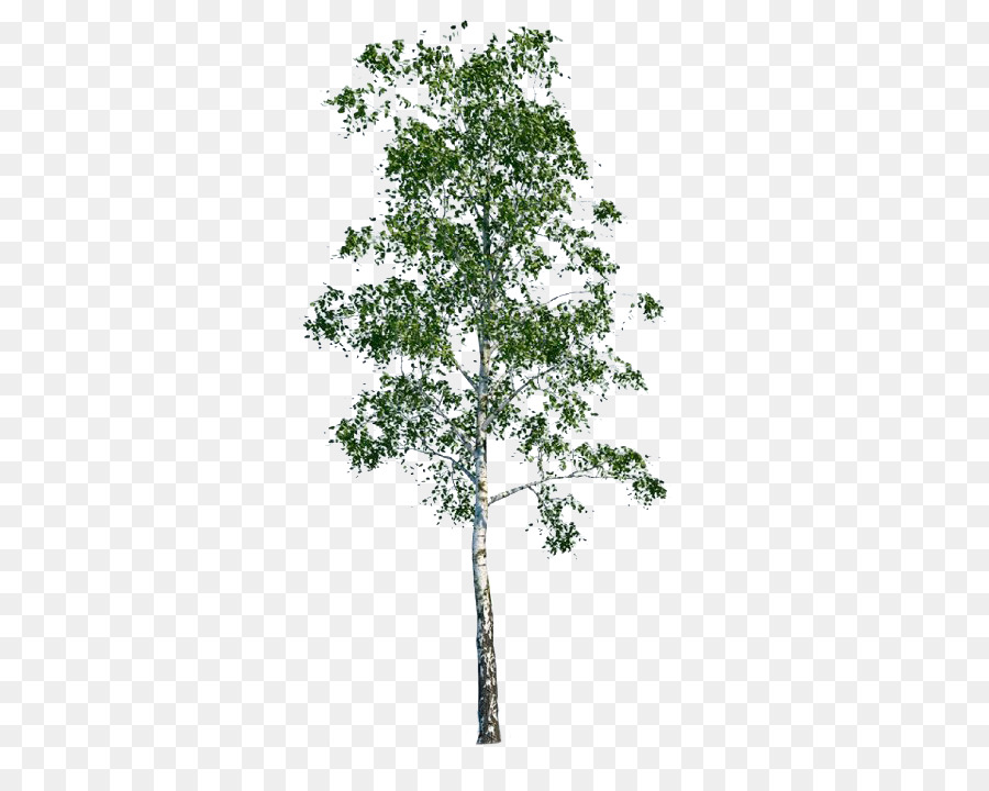 Albero di Populus nigra Architettura - Betulla bianca