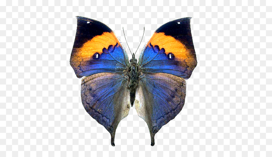 Farfalla, Insetto Arancione foglia di quercia fotografia Stock - farfalla