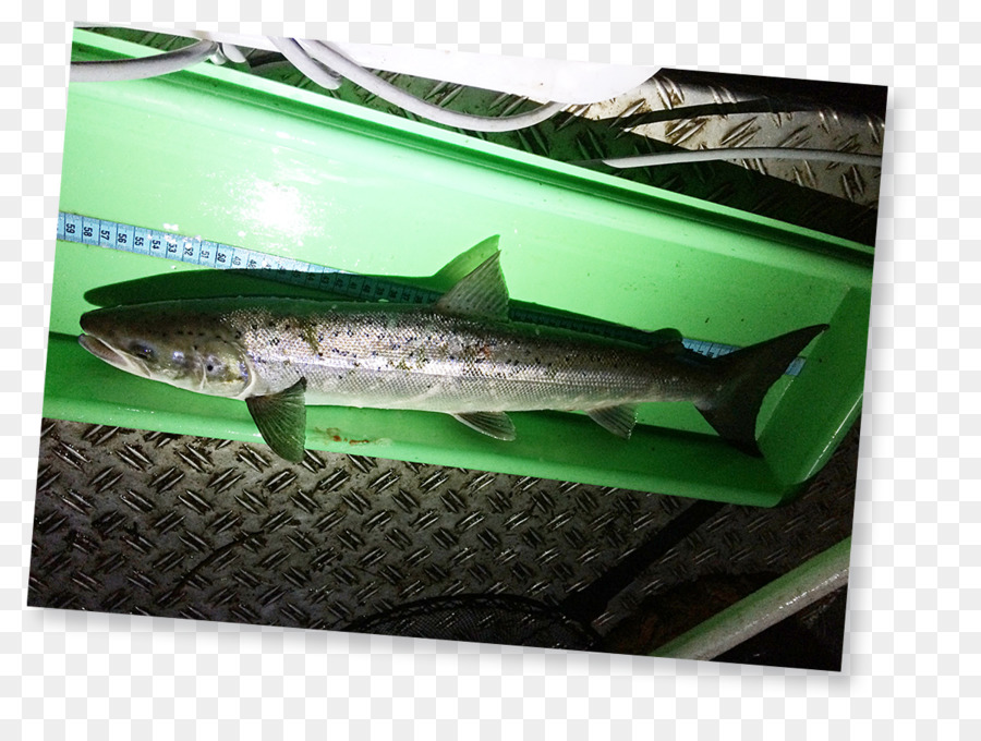 Salmon Labbro Fish products Tedesco Angelfischerverband - pesce