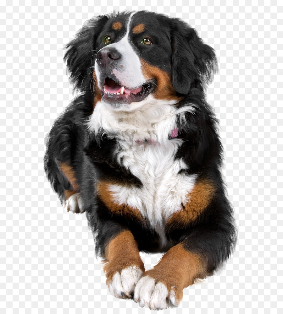 Bovaro del Bernese, Cane, Cane di razza Greater Swiss Mountain Dog cane da compagnia - altri