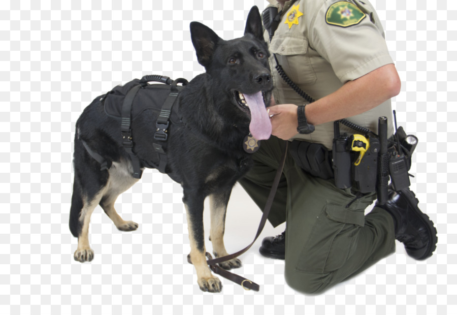 Hund, Rasse, Gehorsam, Ausbildung Polizei, Hund Leine - Hund