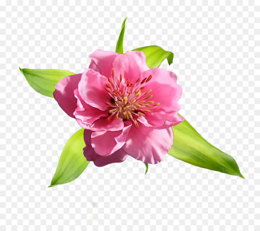 Pfingstrose Blütenblatt Alstroemeriaceae - Pfingstrose
