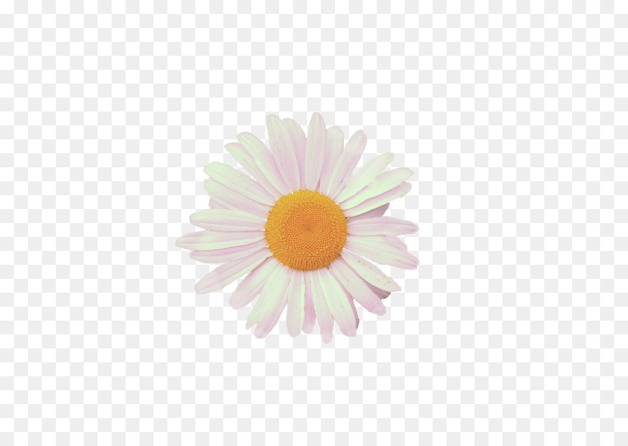 Cartoon Flower png download - 479*640 - Free Transparent Common Daisy png  Download. - CleanPNG / KissPNG