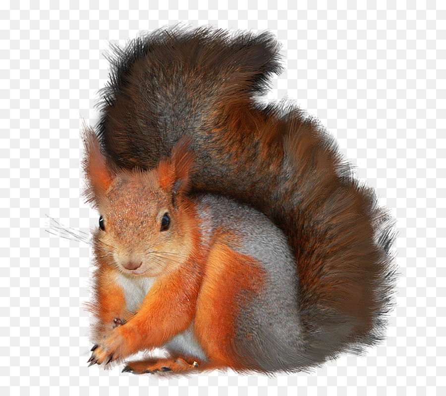 Baum Eichhörnchen GIMP Clip-art - 86