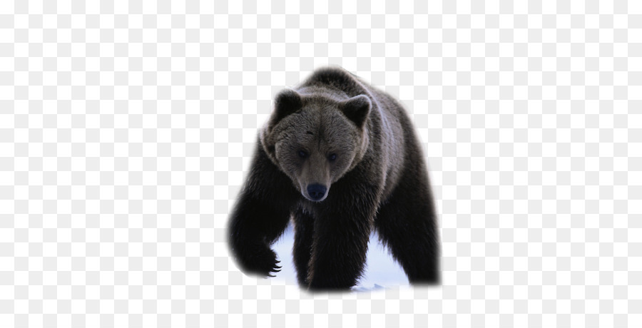 American black bear iPhone 8-Desktop Wallpaper Chow Chow - tragen