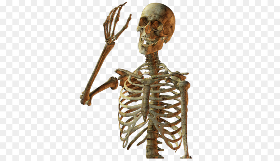 Menschliches Skelett Schädel Knochen - Skelett