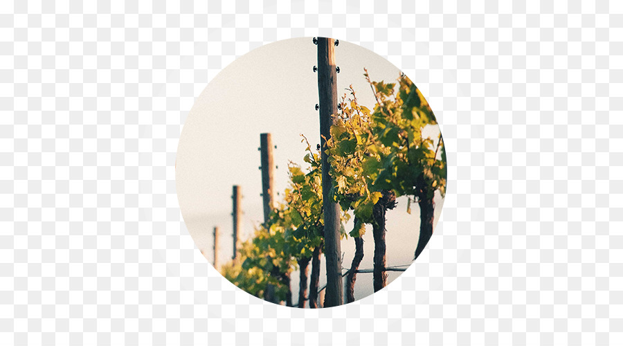Wooing Tree Vineyard Ltd sind waitaki District Pinot noir Award - hico Verteilung von colorado inc