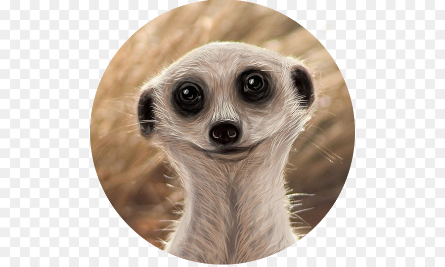 Meerkat Captazione Corporate video Motion graphic design - suricate