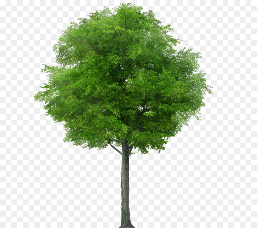 Fotografia Stock Royalty-free Albero Arbusto - albero