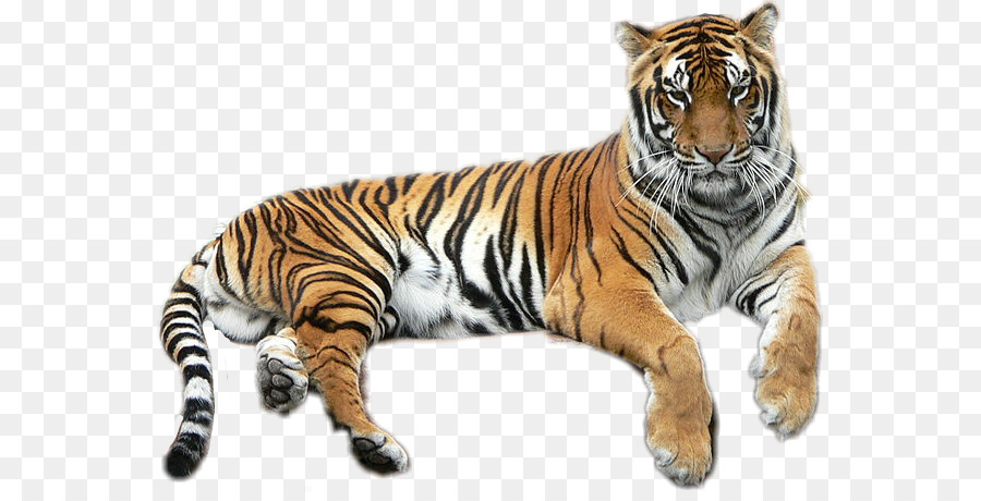 Bengal tiger, goldene tiger, der Löwe Ist Felidae - Löwe