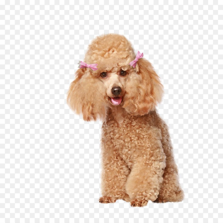 Spanischer Wasserhund Barbet Curly coated retriever Hund Katze Fellpflege - Katze
