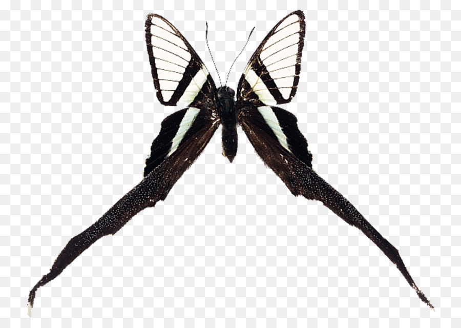 Pinsel footed Schmetterlinge Schwalbenschwanz Schmetterling Insekt Falter - Schmetterling