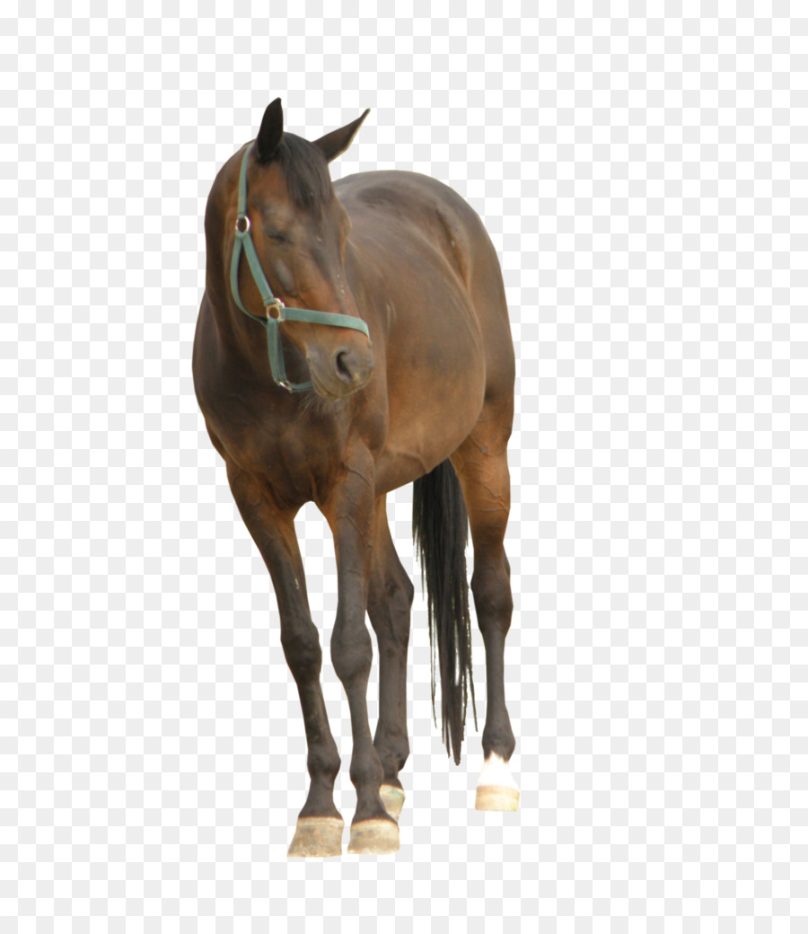 Ngựa Mustang Chú Ngựa Dây Stallion - mustang